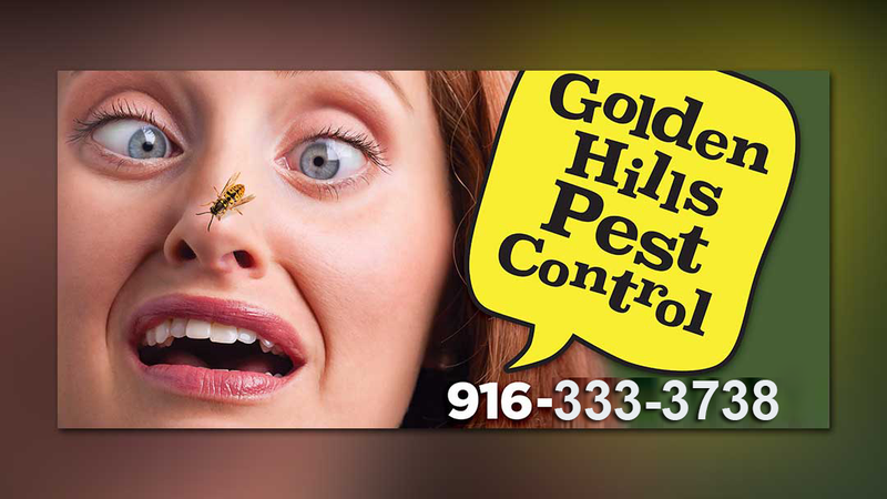 Illustration for article titled How To Find The Best Company For Pest Control in Sacramento, CA?